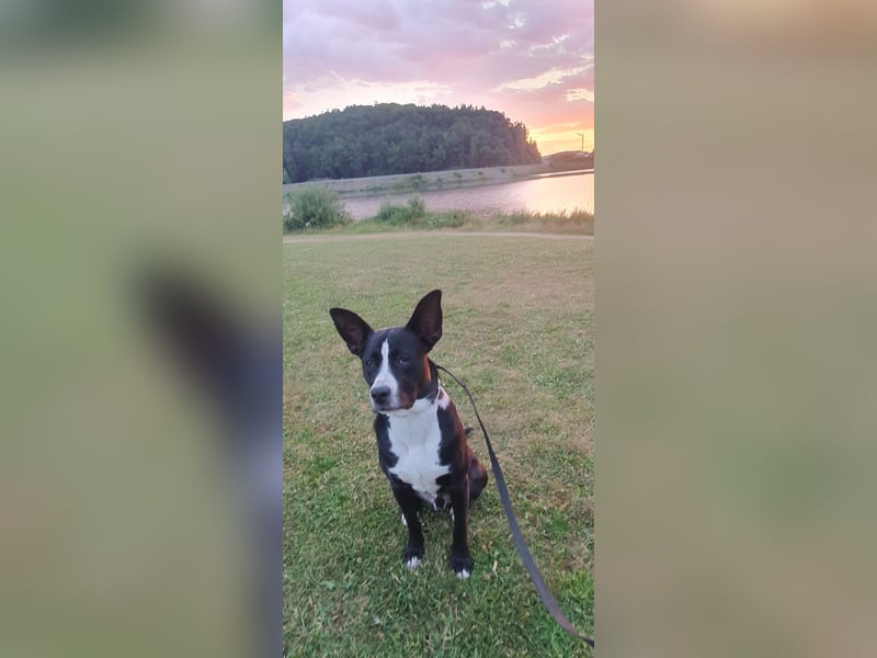 kastrierter Mischlingsrüde