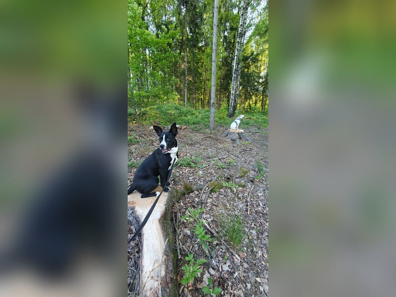 kastrierter Mischlingsrüde