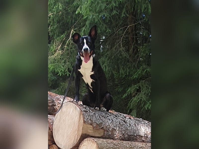 kastrierter Mischlingsrüde