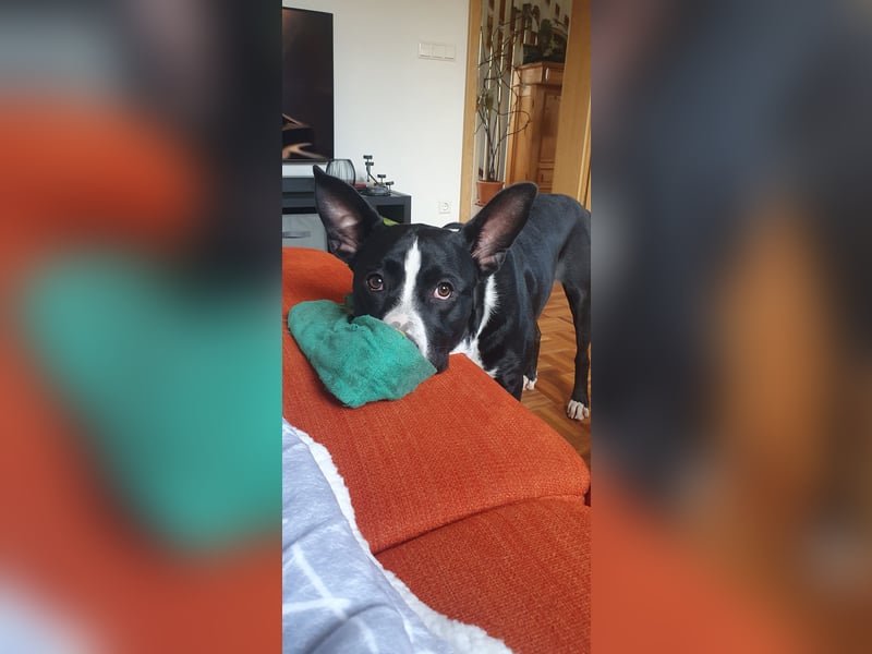 kastrierter Mischlingsrüde