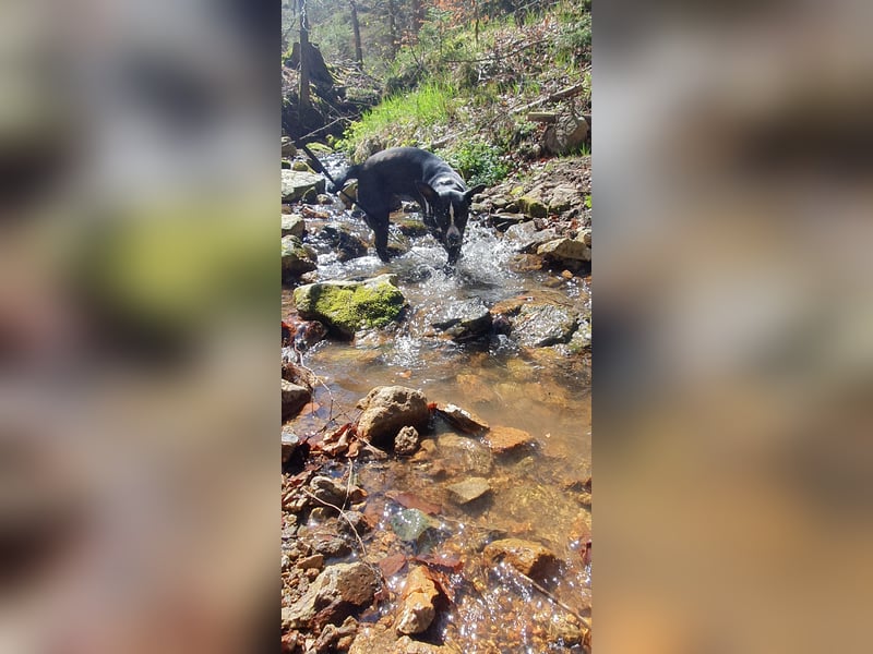 kastrierter Mischlingsrüde