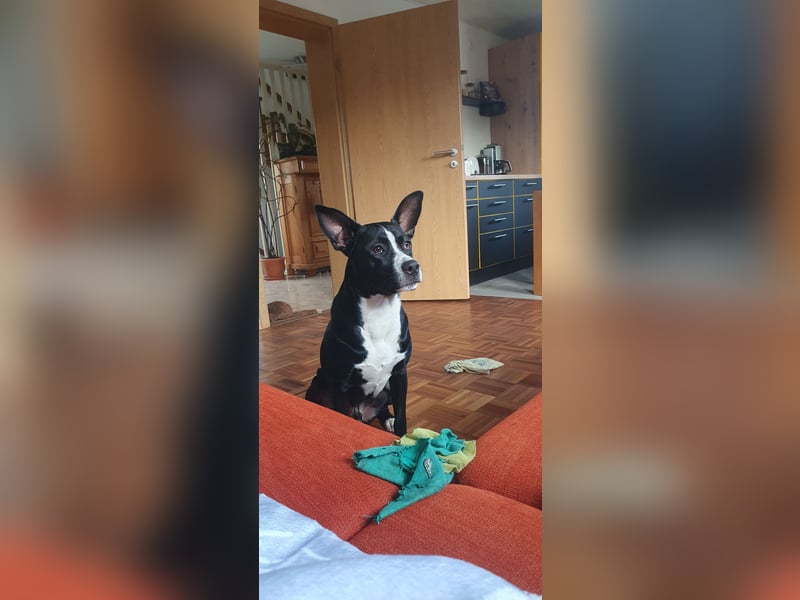 kastrierter Mischlingsrüde