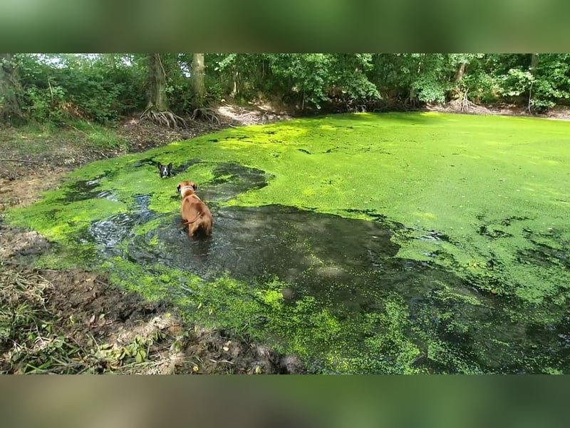 kastrierter Mischlingsrüde