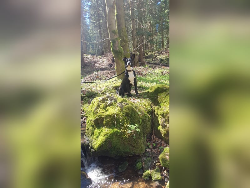 kastrierter Mischlingsrüde