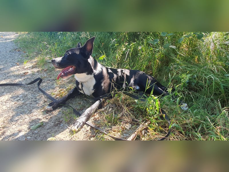 kastrierter Mischlingsrüde