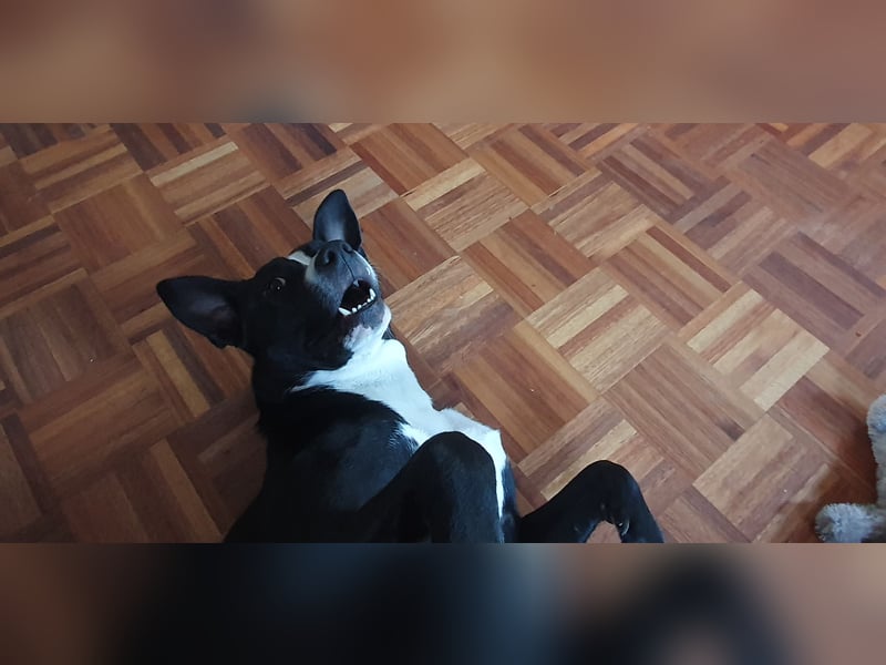 kastrierter Mischlingsrüde