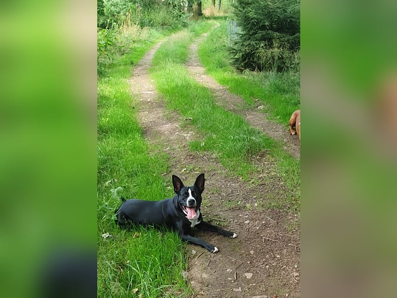 kastrierter Mischlingsrüde