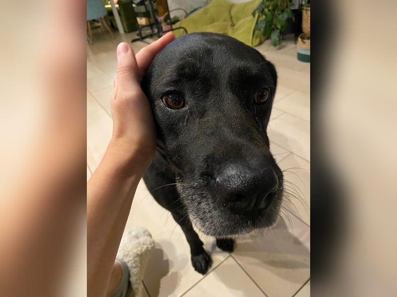 Dorothy, sehr liebe und gelehrige Labrador-Mix-Hündin, geb. 2019