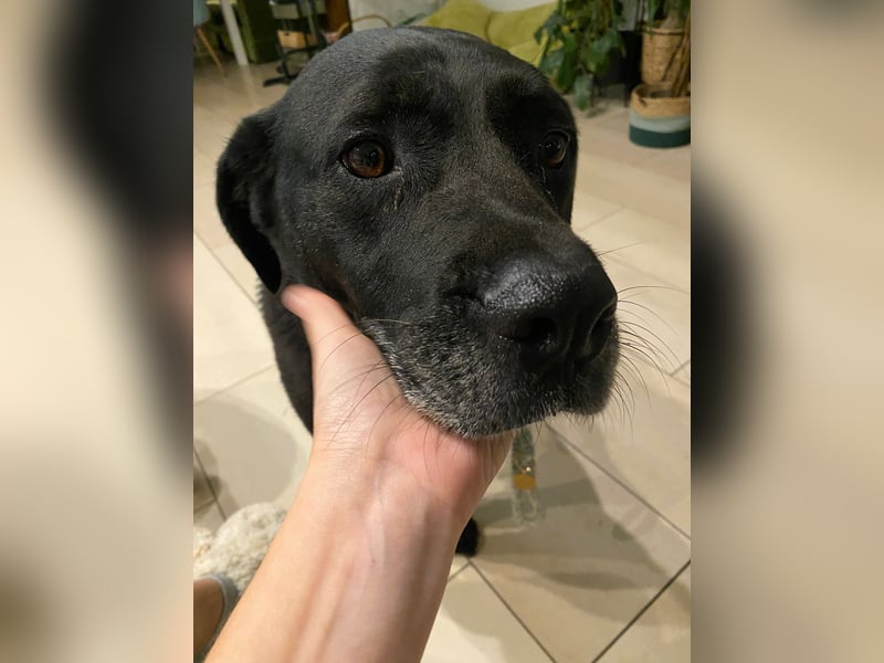 Dorothy, sehr liebe und gelehrige Labrador-Mix-Hündin, geb. 2019