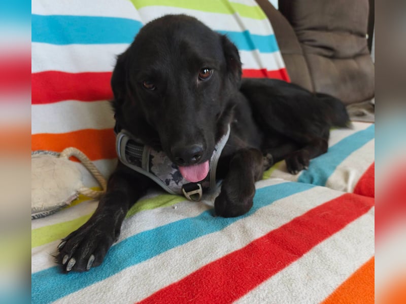 Szaturnuzs freundlicher netter Labrador Mischling geb.01.10.2024