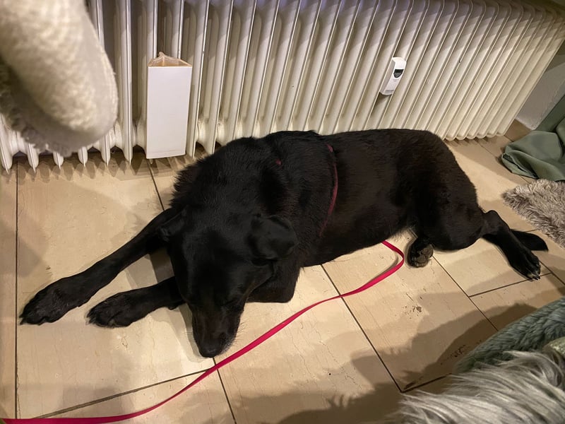Dorothy, sehr liebe und gelehrige Labrador-Mix-Hündin, geb. 2019
