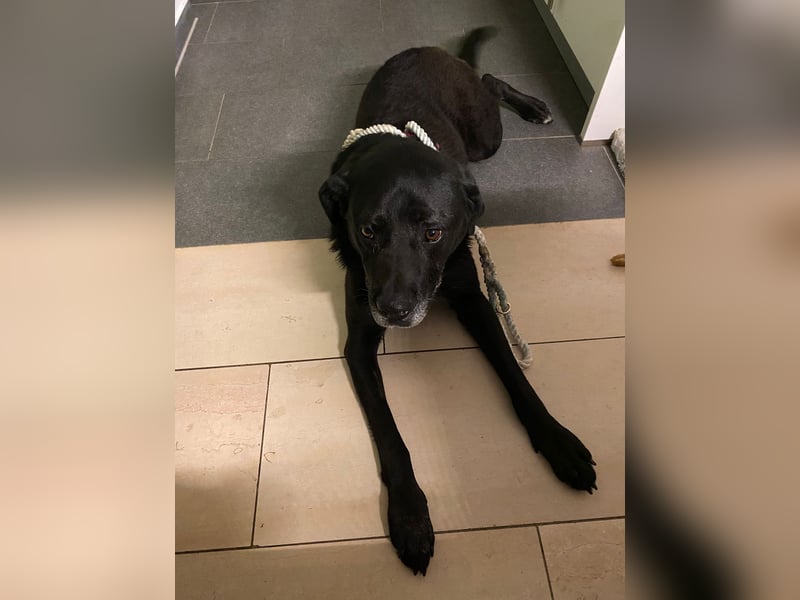 Dorothy, sehr liebe und gelehrige Labrador-Mix-Hündin, geb. 2019