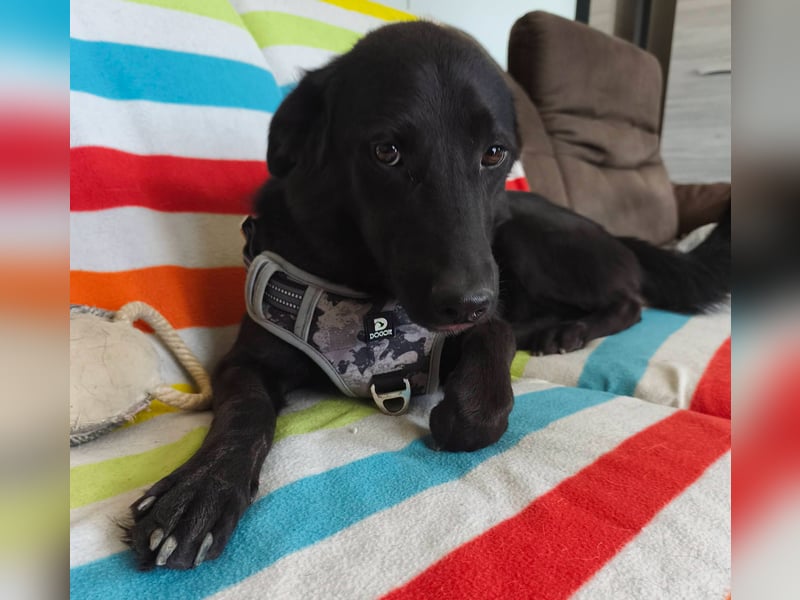 Szaturnuzs freundlicher netter Labrador Mischling geb.01.10.2024