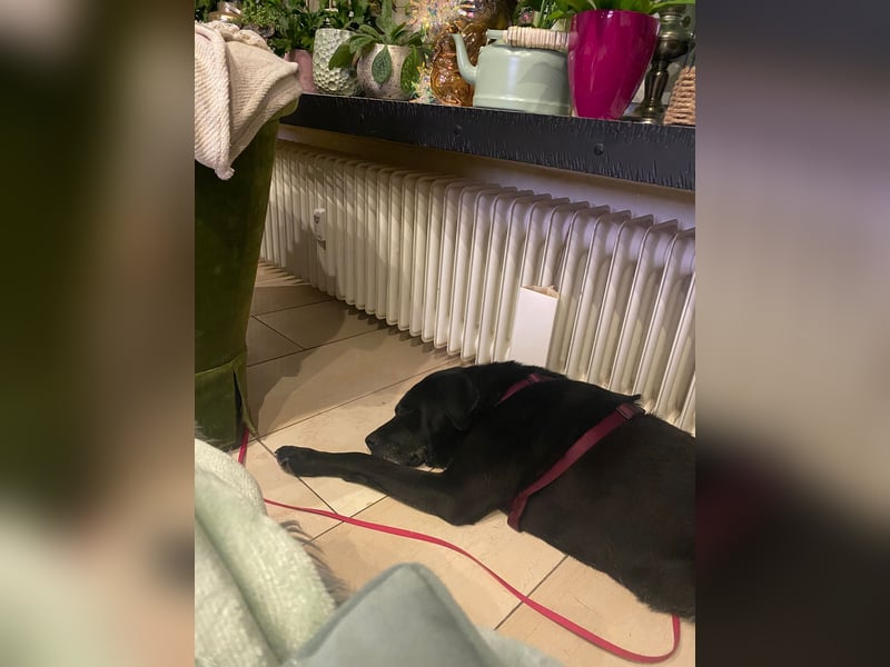 Dorothy, sehr liebe und gelehrige Labrador-Mix-Hündin, geb. 2019