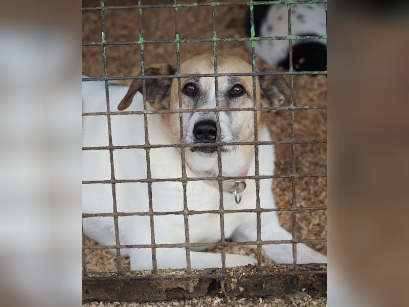 Bam VA, von der Kette ins Glück?