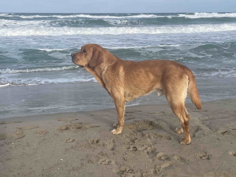 Deckrüde Labrador foxred mit Stammbaum, Internationaler Champion. Der ist Perfekt!