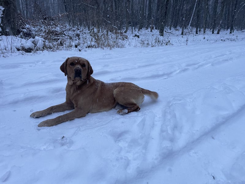 Deckrüde Labrador foxred mit Stammbaum, Internationaler Champion