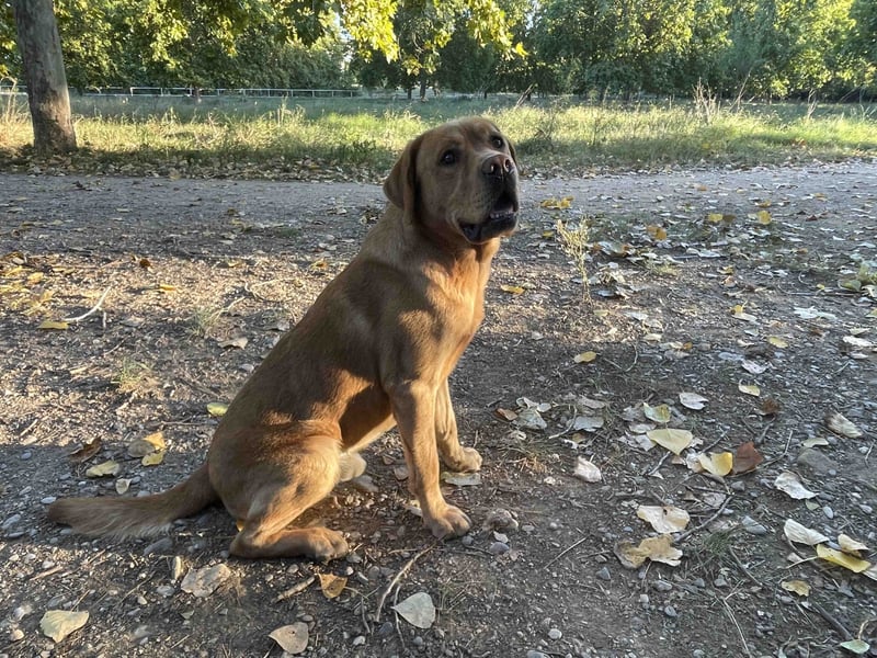 Deckrüde Labrador foxred mit Stammbaum, Internationaler Champion. Der ist Perfekt!