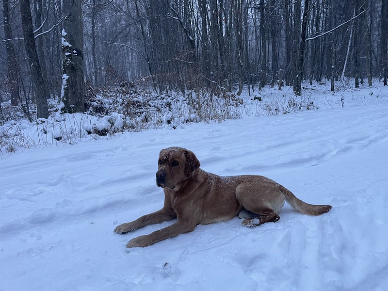 Deckrüde Labrador foxred mit Stammbaum, Internationaler Champion