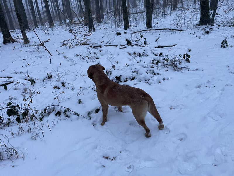 Deckrüde Labrador foxred mit Stammbaum, Internationaler Champion