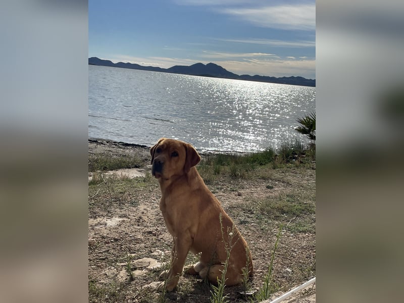 Deckrüde Labrador foxred mit Stammbaum, Internationaler Champion