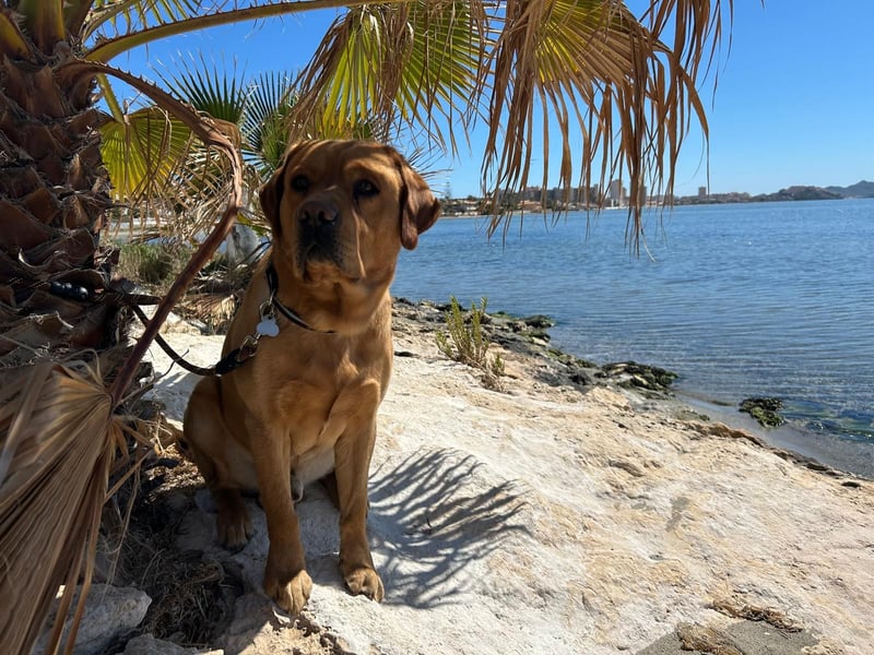 Deckrüde Labrador foxred mit Stammbaum, Internationaler Champion. Der ist Perfekt!