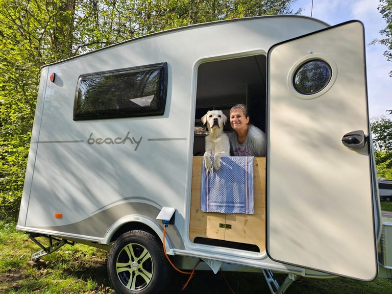 Gesunder weißer Labrador-Rüde sucht passende Dame - genetisch getestet