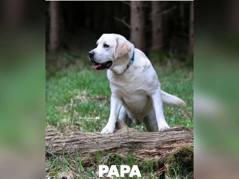 Gesunder weißer Labrador-Rüde sucht passende Dame - genetisch getestet