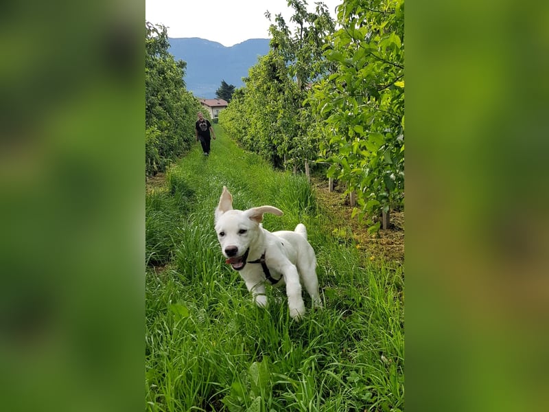 Gesunder weißer Labrador-Rüde sucht passende Dame - genetisch getestet