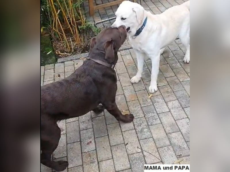 Gesunder weißer Labrador-Rüde sucht passende Dame - genetisch getestet