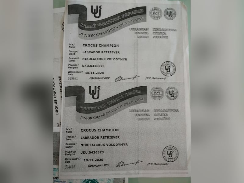 Gesunder weißer Labrador-Rüde sucht passende Dame - genetisch getestet