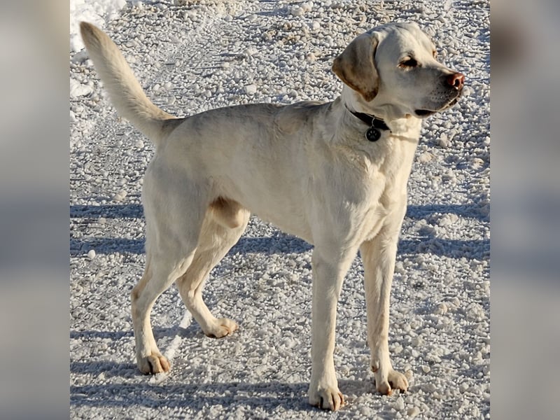 Gesunder weißer Labrador-Rüde sucht passende Dame - genetisch getestet