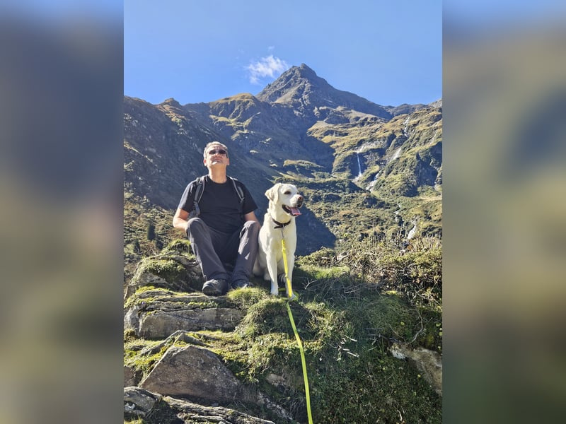 Gesunder weißer Labrador-Rüde sucht passende Dame - genetisch getestet