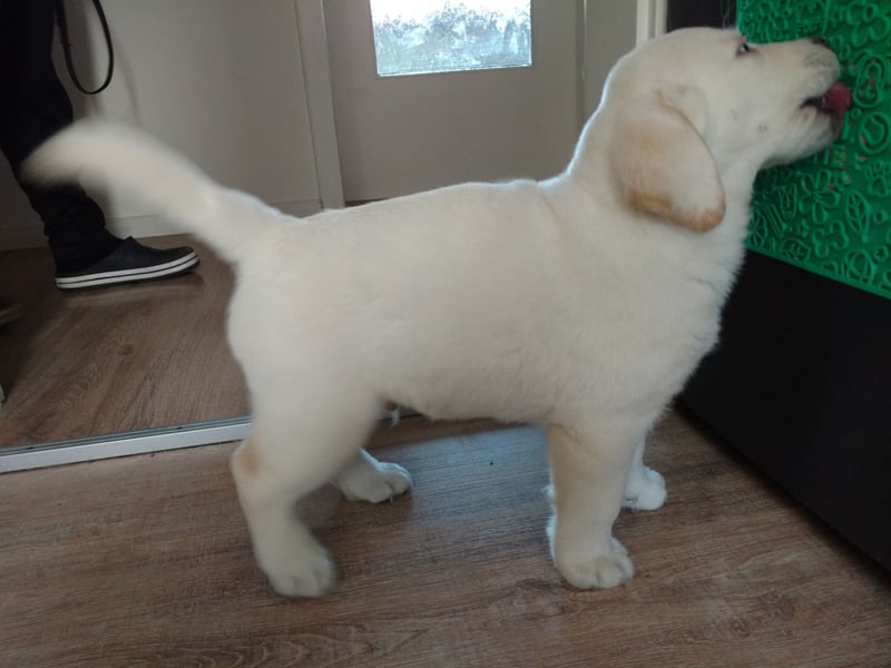 Gesunder weißer Labrador-Rüde sucht passende Dame - genetisch getestet