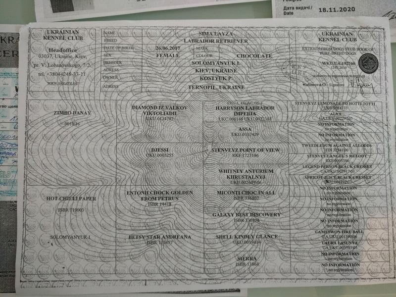 Gesunder weißer Labrador-Rüde sucht passende Dame - genetisch getestet