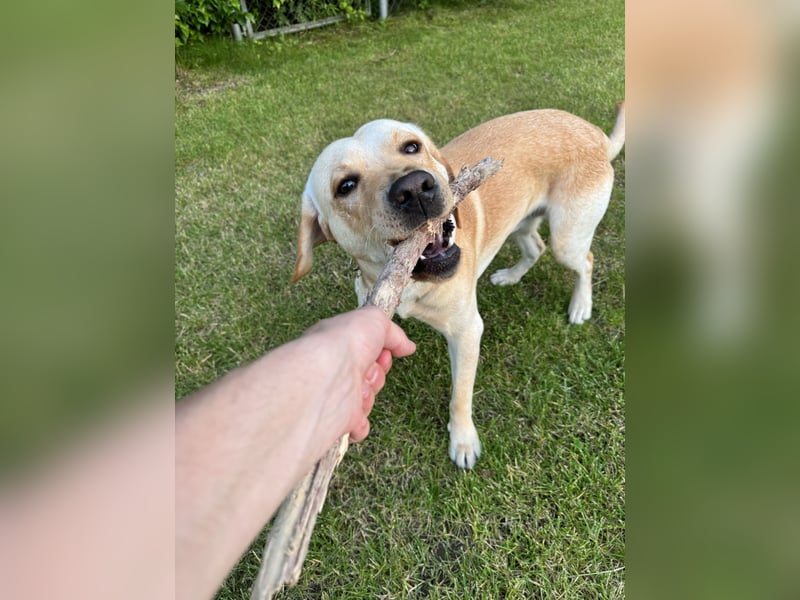 Golden Boy auf vier Pfoten – Labrador Deckrüde sucht passende Dame