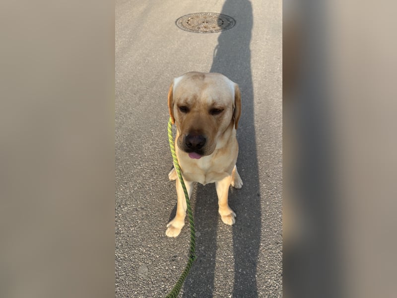 Golden Boy auf vier Pfoten – Labrador Deckrüde sucht passende Dame