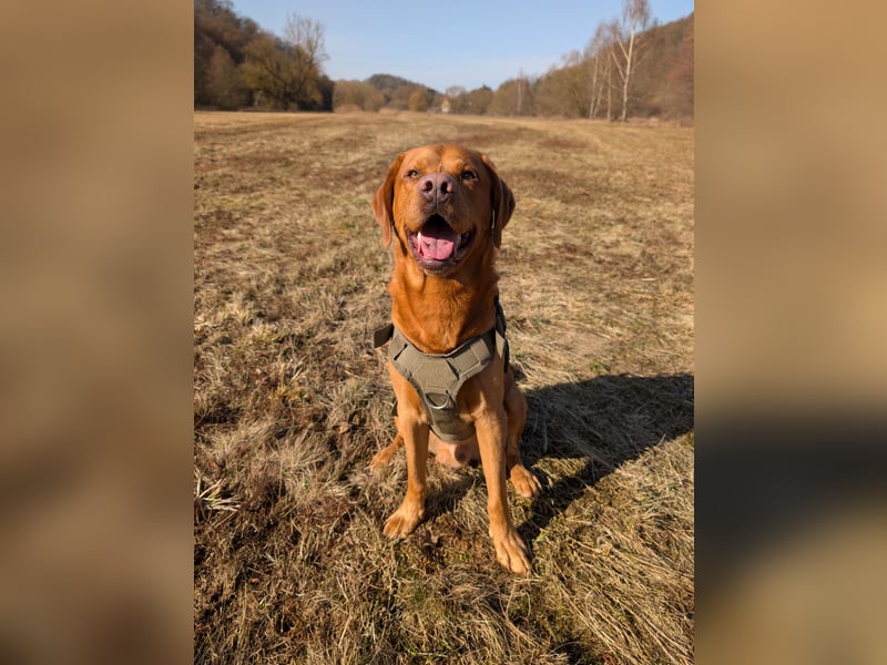 Wunderschöner Deckrüde