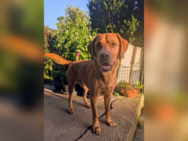 Wunderschöner Deckrüde