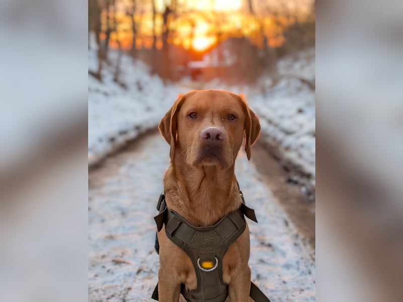 Wunderschöner Deckrüde