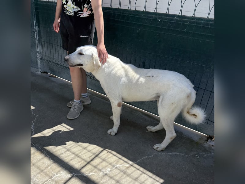 Riesenbaby Vanilla sucht ein ruhiges Zuhause ❤️