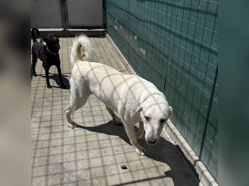 Riesenbaby Vanilla sucht ein ruhiges Zuhause ❤️