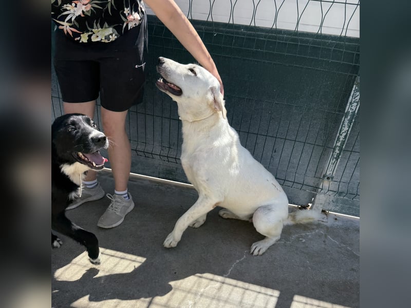 Riesenbaby Vanilla sucht ein ruhiges Zuhause ❤️