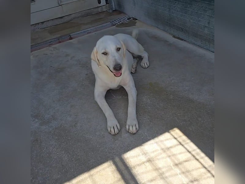 Riesenbaby Vanilla sucht ein ruhiges Zuhause ❤️