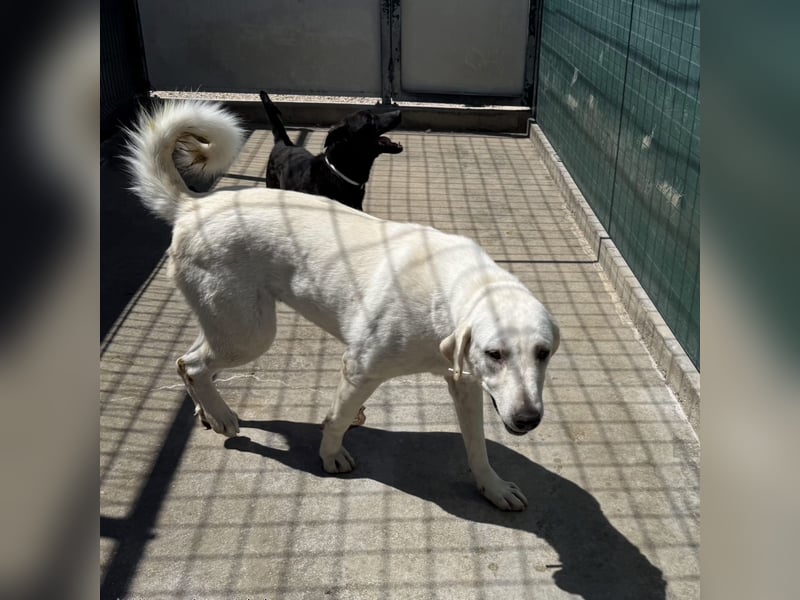 Riesenbaby Vanilla sucht ein ruhiges Zuhause ❤️