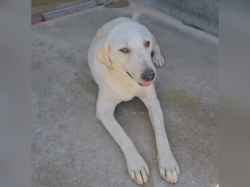 Riesenbaby Vanilla sucht ein ruhiges Zuhause ❤️