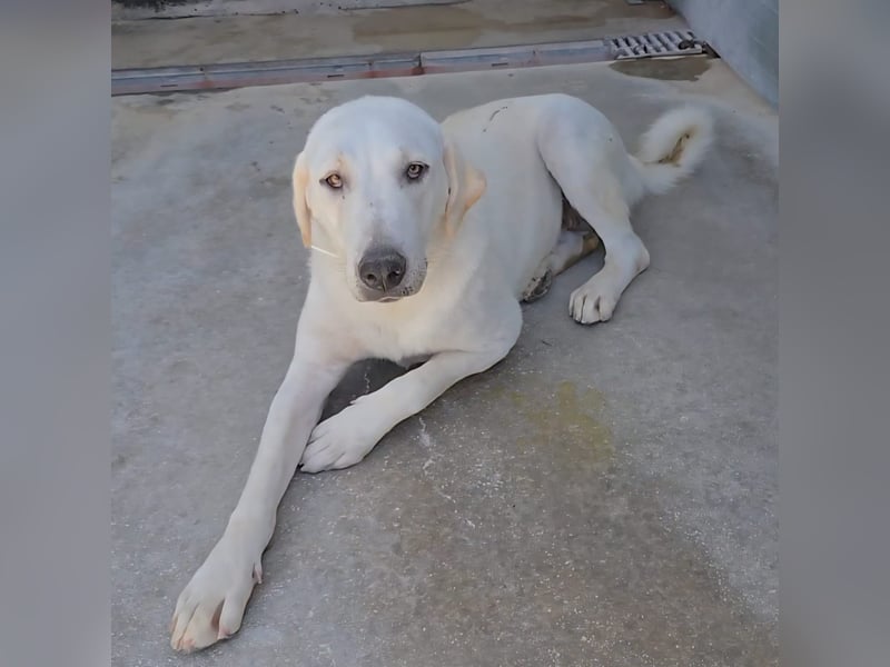 Riesenbaby Vanilla sucht ein ruhiges Zuhause ❤️