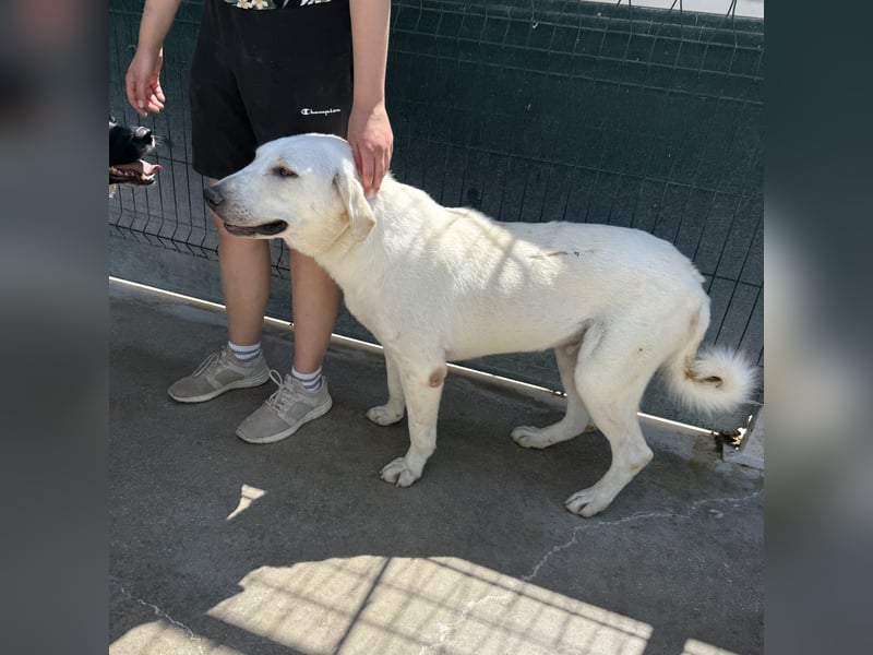 Riesenbaby Vanilla sucht ein ruhiges Zuhause ❤️