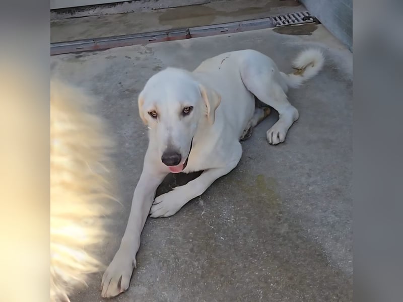 Riesenbaby Vanilla sucht ein ruhiges Zuhause ❤️