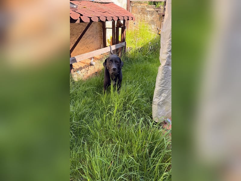 Sicherer Platz für Oldie Cash gesucht